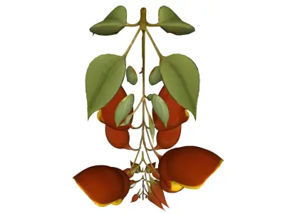 Thunbergia mysorensis 3D model
