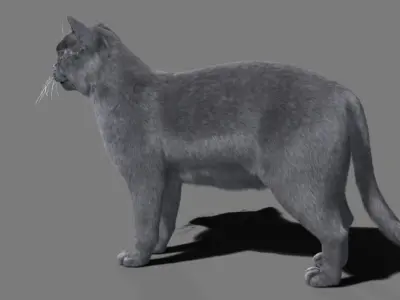 Cat British 3D model