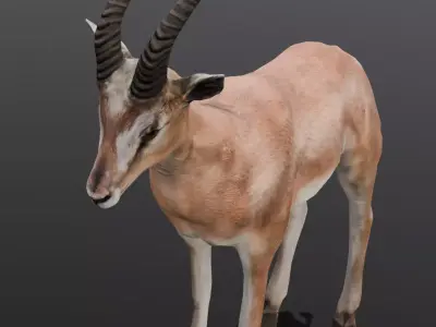 Goat Animated 3D Model  Low-poly 3D model