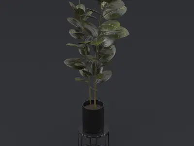 Burgundy Rubber Plant II 3D model