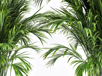 indoor plant 02 3D model