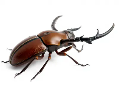 Intricately Modeled Stag Beetle model pack Low-poly 3D model
