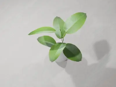 Decorative Plants 3D model