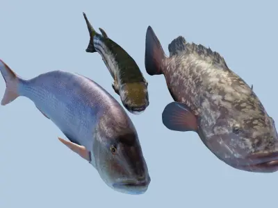 Collection of 3 photorealistic  fishes animated