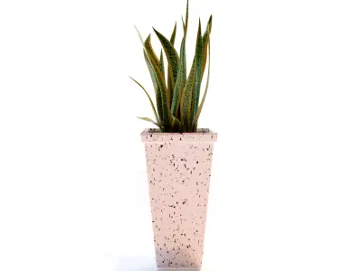 Snake Plant 3D model