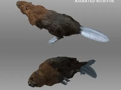 Beaver Animated with Fur 3D model
