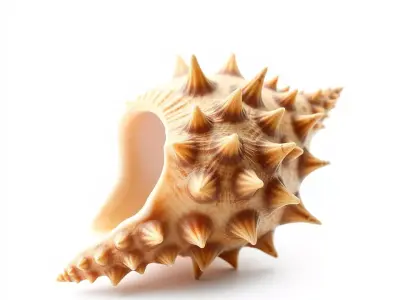 Spiny Conch Shell model pack Low-poly 3D model