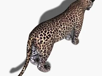 Realistic Leopard no fur - 3d model 3D model