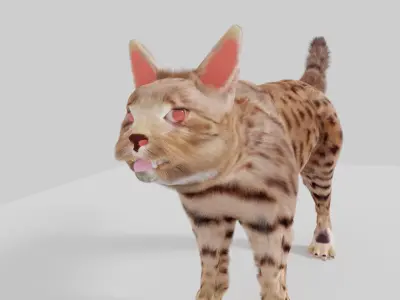 cat 3d senegal 3D model