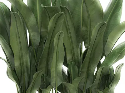 Decorative banana in a white flowerpot 539 3D model