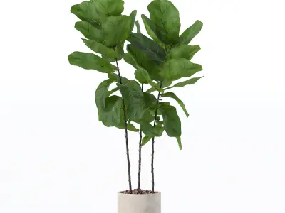 Ficus lyrata in modern flower pot 3D model
