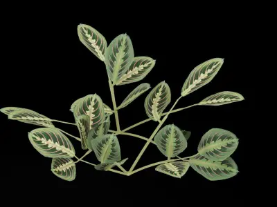 Maranta Prayer Plant Low-poly 3D model