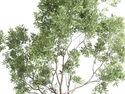 Collection Indoor plant 60 vase handmade pottery plant tree pot 3D model