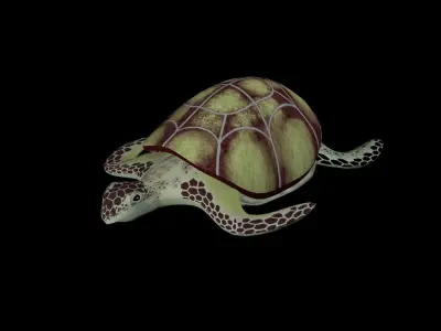 Rigged low-poly turtle  Low-poly 3D model