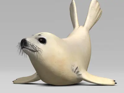 Harp Seal - Pup 3D model