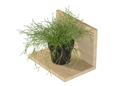 Rhipsalis baccifera 01 3D model