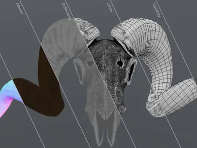 Sheep Skull 3d Model Low poly Game Ready Low-poly 3D model