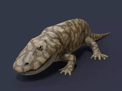 Eryops megacephalus 3D model