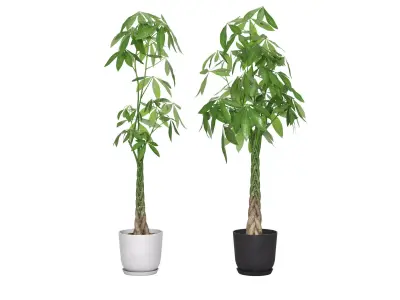 Plant Money Tree  L3 - Pachira Aquatica braid style 3D model 3D model