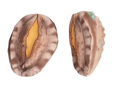 abalone Low-poly 3D model