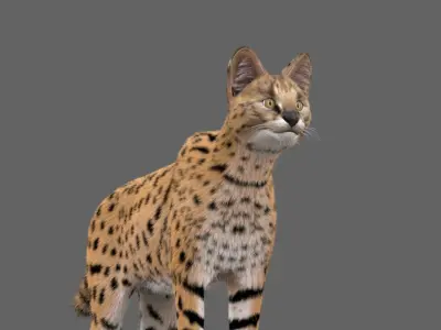 Realistic Serval  Low-poly 3D model