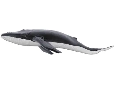 Blue Whale 3D model