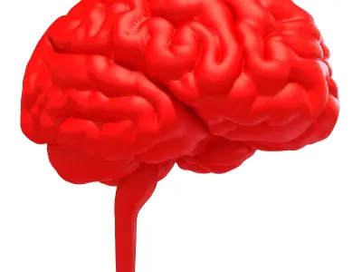 Printable Human Brain  3D model