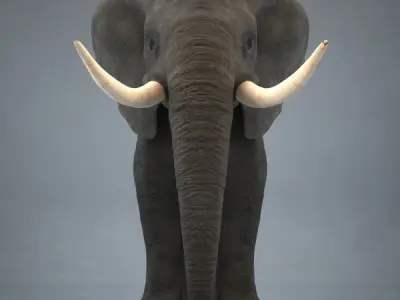Elephant with long tusks 3D model