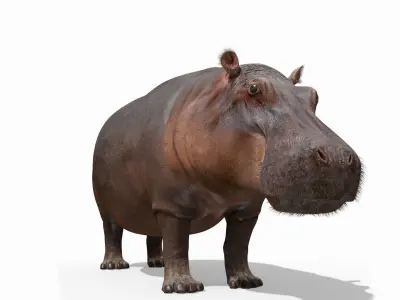 Wild Hippo 8K - Animated 3D model