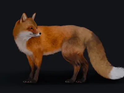 Red Fox 3D model