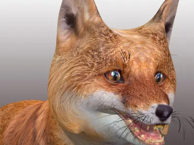 Fox Rig Low-poly 3D model