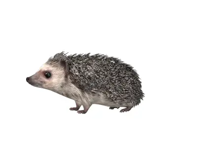 African Pygmy Hedgehog Low-poly 3D model