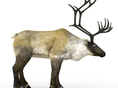 LowPoly Realistic Reindeer Low-poly 3D model