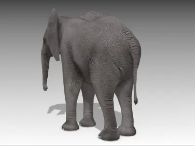 African Elephant Calf Low-poly 3D model