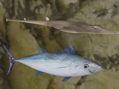 Longtail tuna-Guiltar Fish 3D model 3D Model Collection