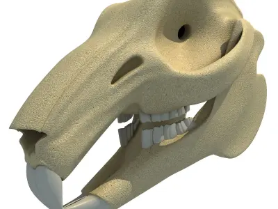 Rabbit Skull 3D model