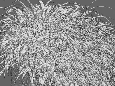 Hakonechloa macra - Japanese forest grass 3D model