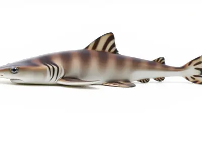 Zebra Shark 3D Model with Striped Juvenile Pattern Low-poly 3D model