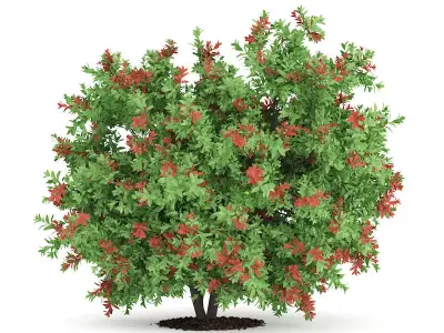 Pidgeon Berry Shrub Rivina humilis 3D model