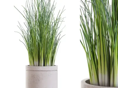 Plants collection vol 50