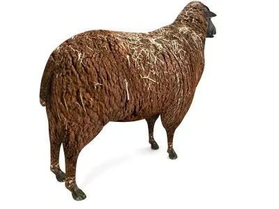 3D Black Sheep Model  Low-poly 3D model purchase