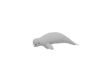 Beluga Whale Low-poly 3D model