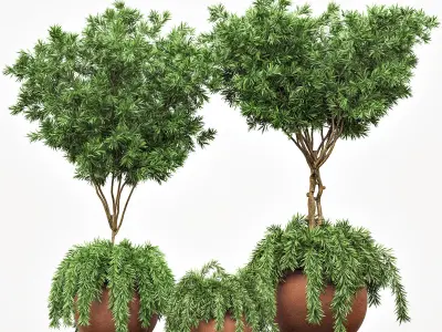 Outdoor Plants tree 02 3D model