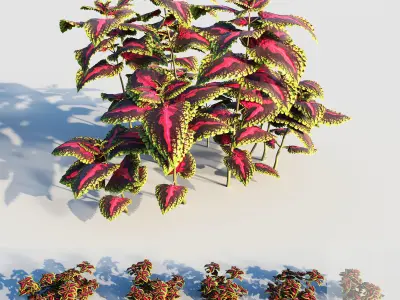 coleus plant-2 3D model