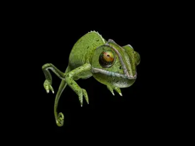 Chameleon walk rigged animated Low-poly 3D model