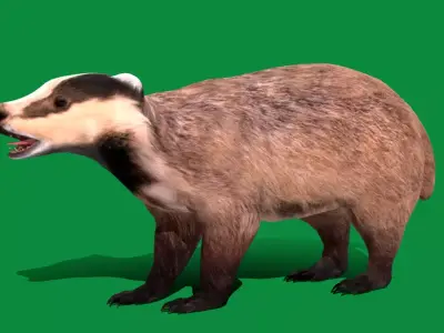 European Badger Low-poly 3D model