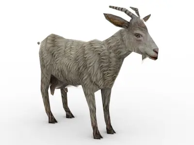 Animal - Goat Low-poly 3D model