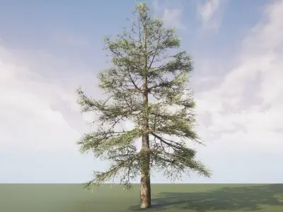 Conifer Tree 004 3D model