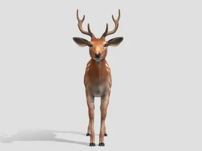 Deer - Stag Low-poly 3D model