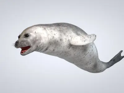 Common Seal 3D model